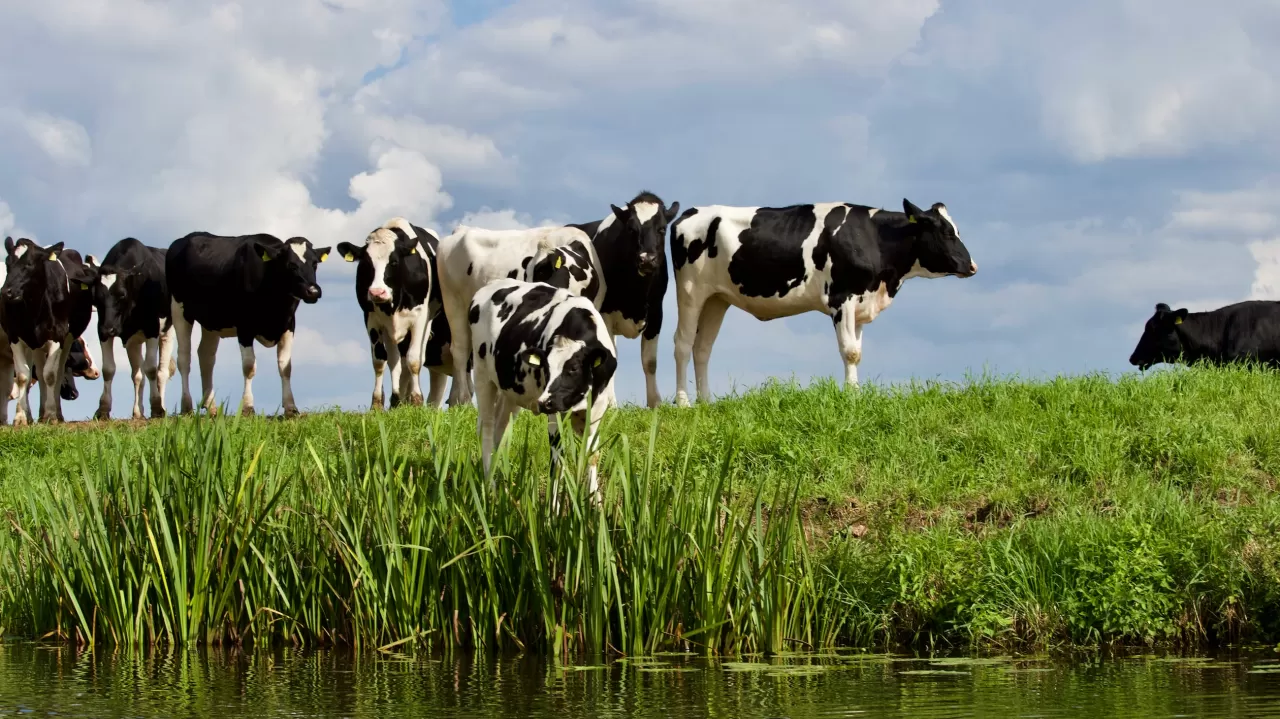 Combi mestvergister en luchtwasser bespaart stikstof en levert veehouder geld op