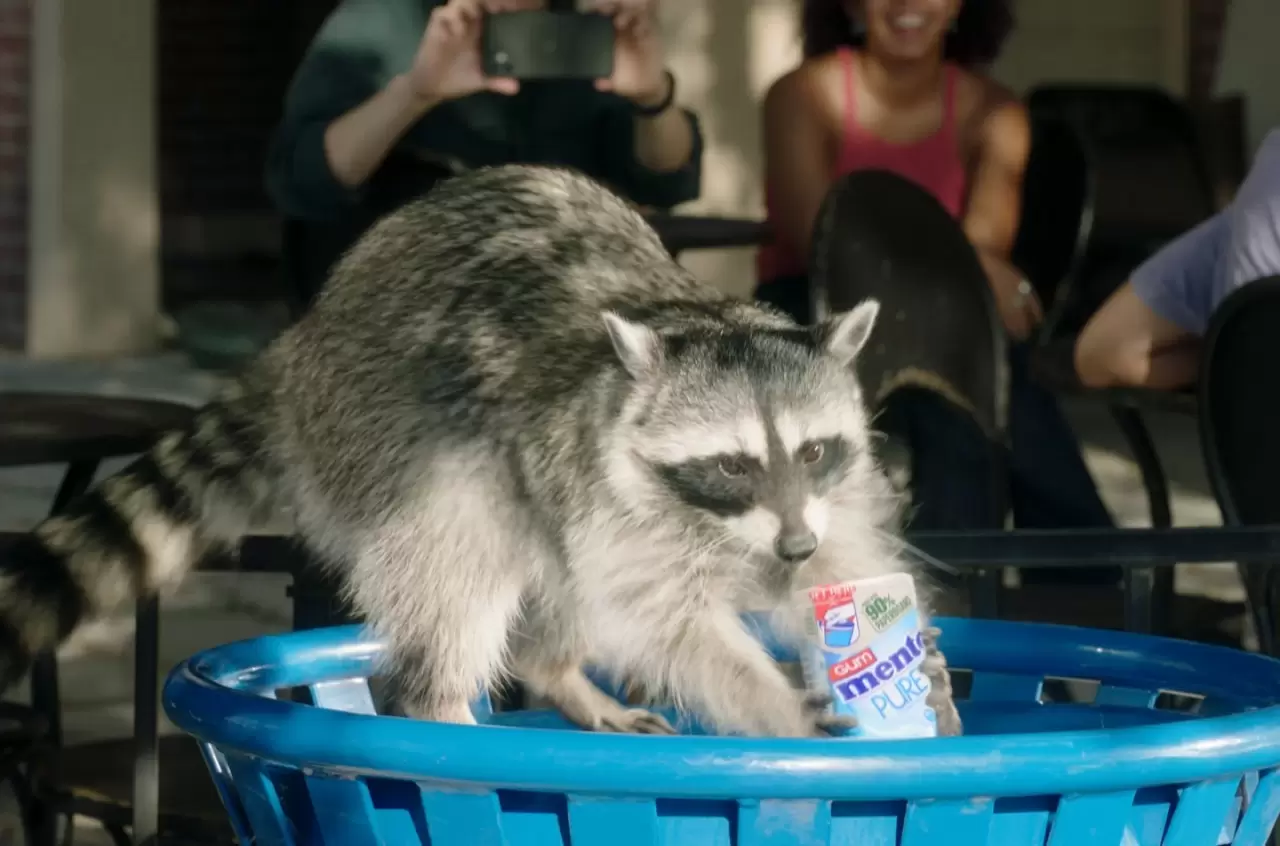 Mentos Trained a Team of Real Raccoons to Recycle Its Mentos Paperboard Gum Bottles img#1