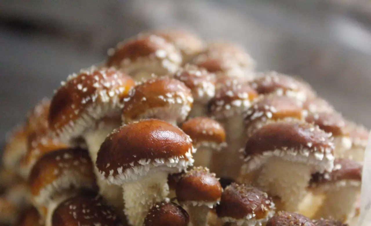 Evolving Labor Trends Turn Mushroom Farming Into Lucrative (and Attainable) Option img#1