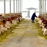 Kreis Xincheng: Rinderhaltung stärkt Wiederbelebung des ländlichen Raums img#1