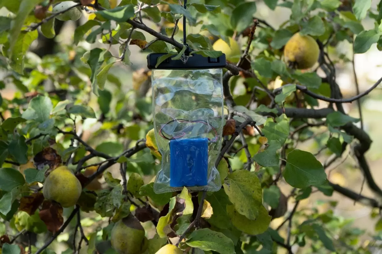 An AudioMoth edge device installed in a fruit farm img#1