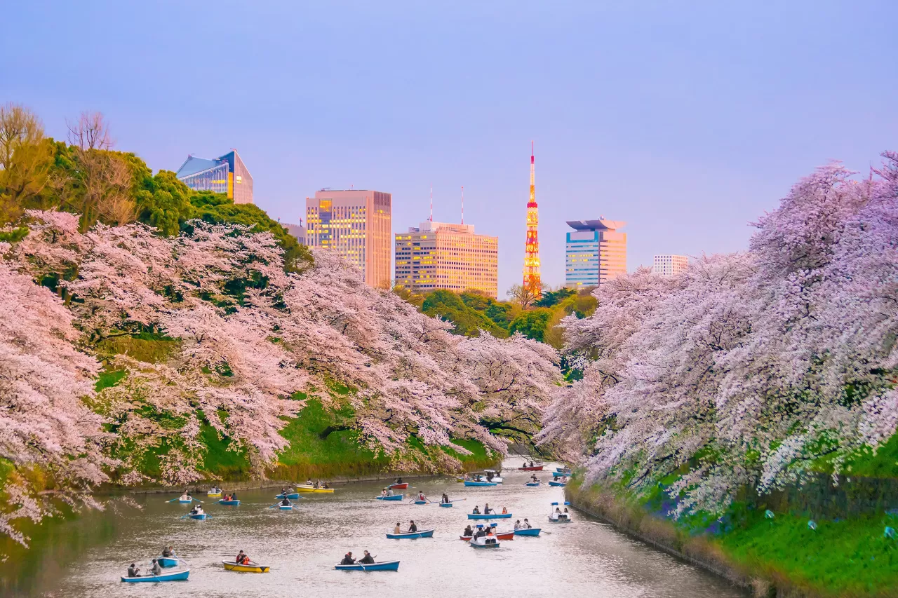 Travelers are eager to see the cherry blossoms of Tokyo – flight searches are up 55% this spring. img#2