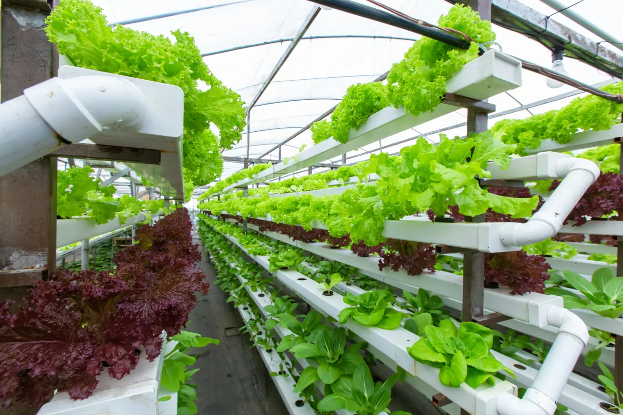 Advances in technology lead the vertical farming sector to prosperity img#1