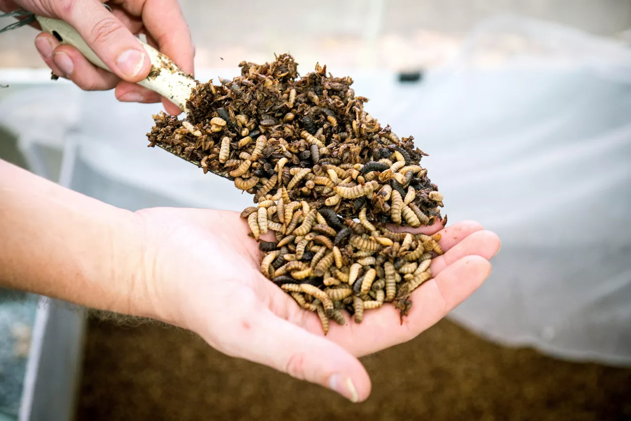 EU & UK Open Doors to Malaysian Insect Producers img#1