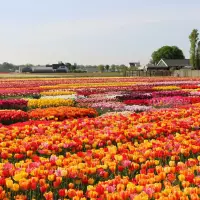 Tulip Experience Amsterdam biedt leerzaam alternatief voor foto’s in de velden