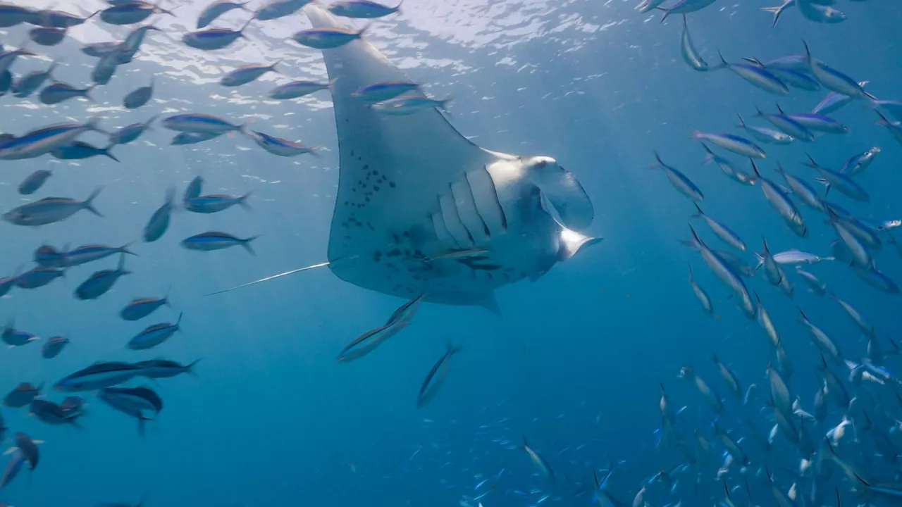 Flight of the Mantas, the latest VR film from Immotion, the leader in immersive edutainment. img#1