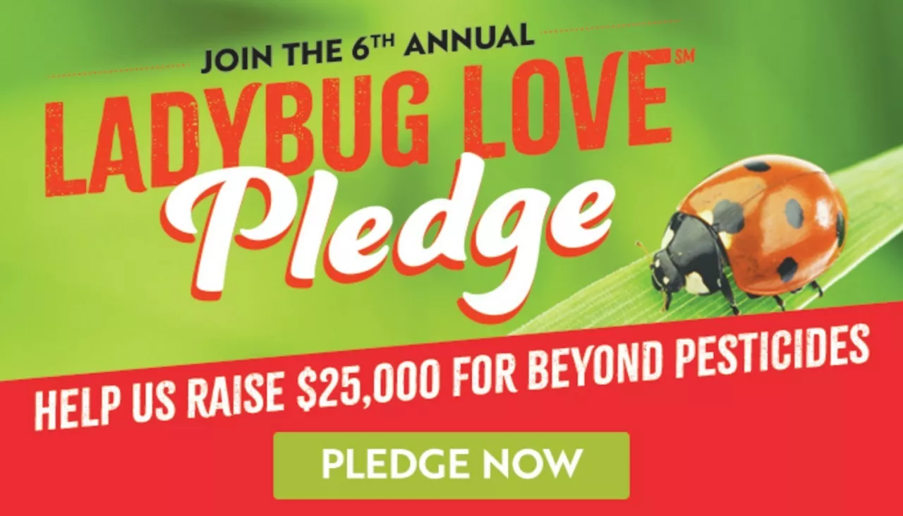 Customers can take or renew their pledge online and commit to not using chemicals that harm ladybugs and other beneficial insects at home, in yards, gardens and to support 100% organic produce. img#1
