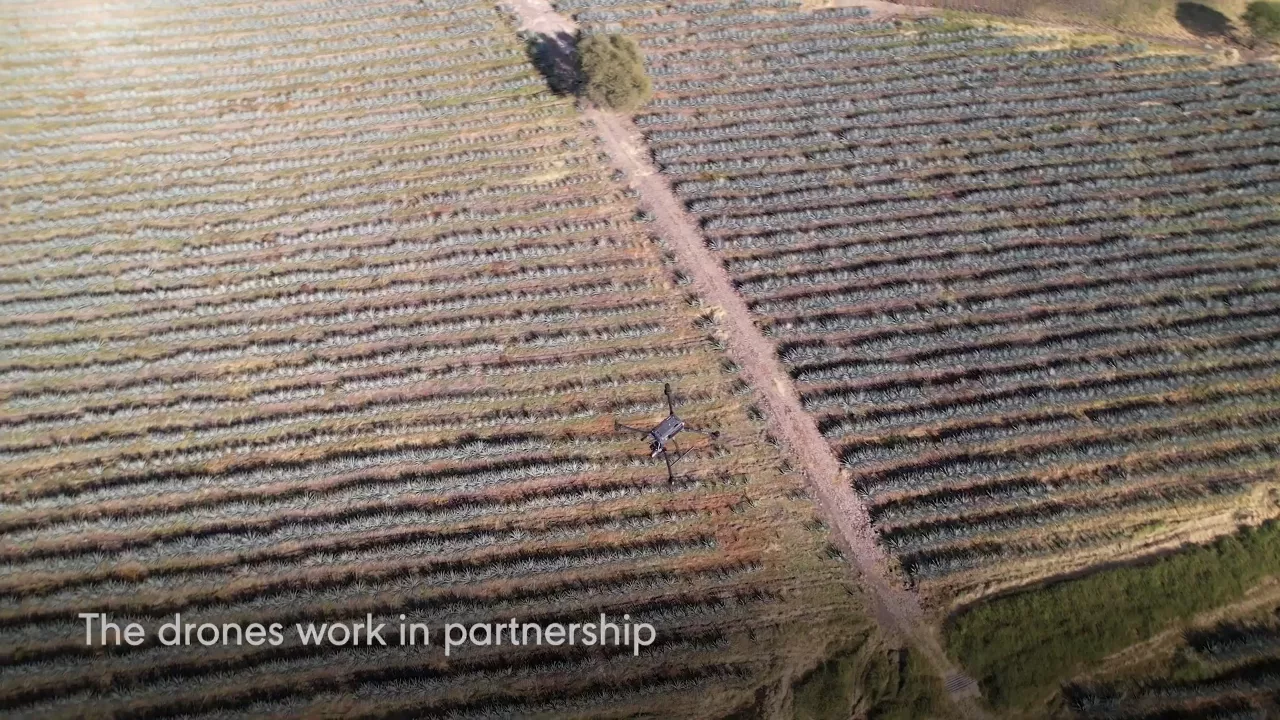 Diageo introduces drones to drive farming efficiency and environmental benefits across tequila farming in Mexico
