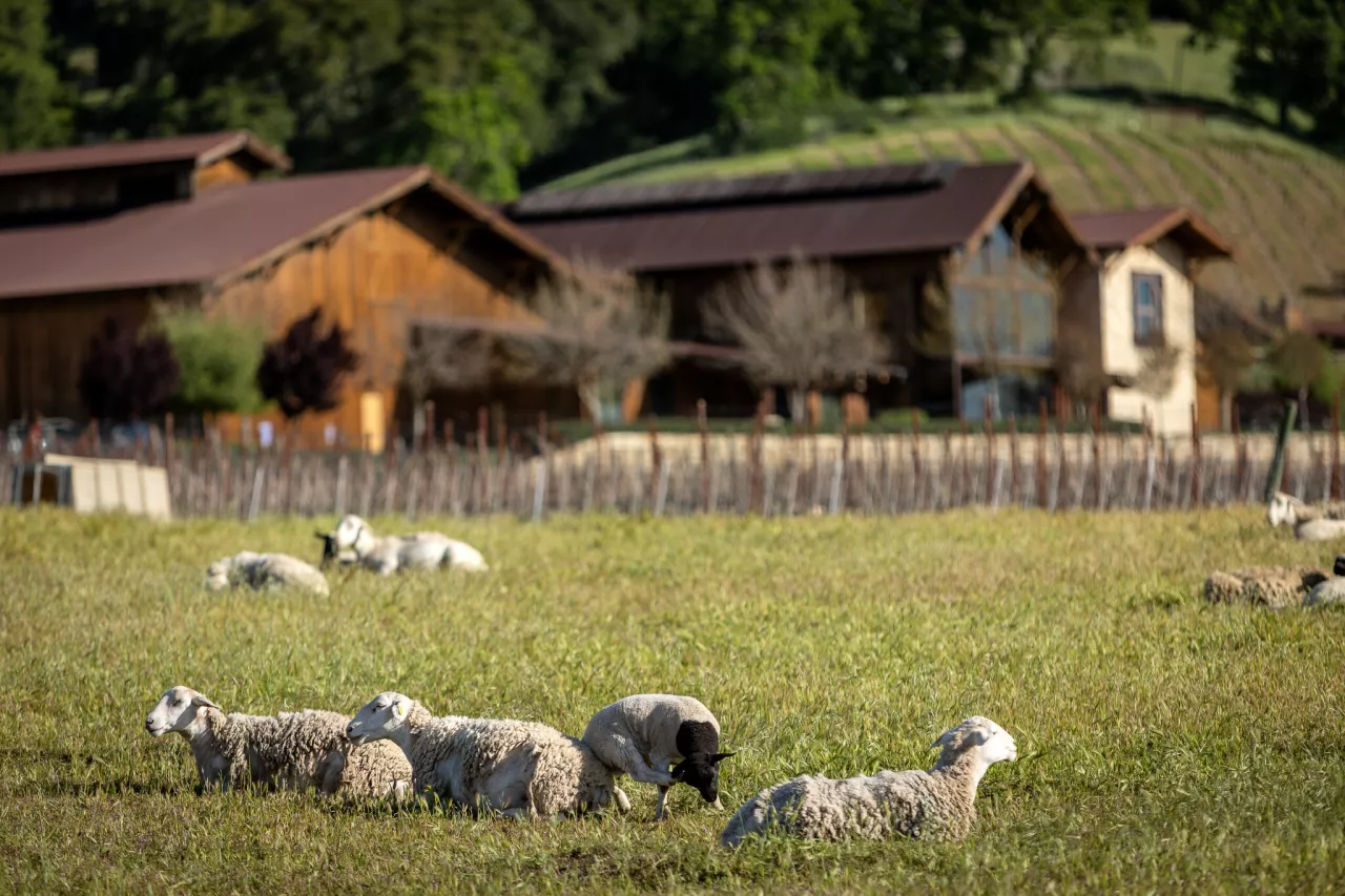Halter Ranch Announces the Most Significant Vineyard Project for Year-Round Sheep Grazing