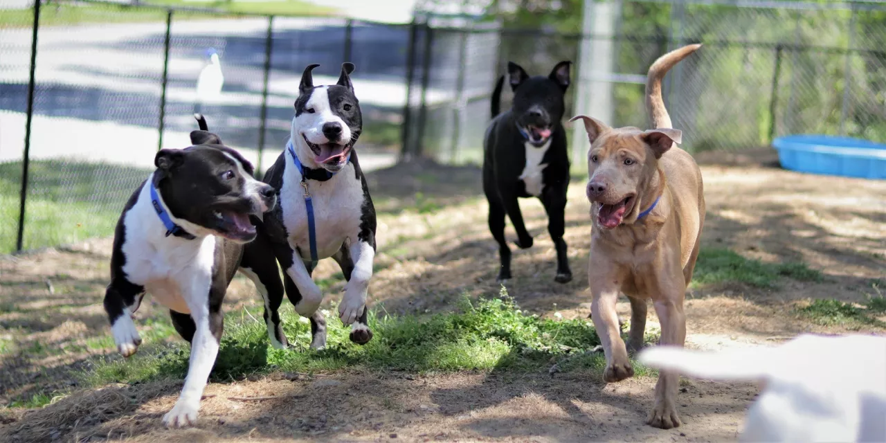 The National Playgroup Rockstars Adoption Event is happening at more than 30 animal shelters around the country to showcase social adoptable dogs in a fun and playful environment. img#1