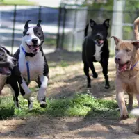 FIRST EVER NATIONAL DOG PLAYGROUP ROCKSTARS ADOPTION EVENT ON MAY 13th