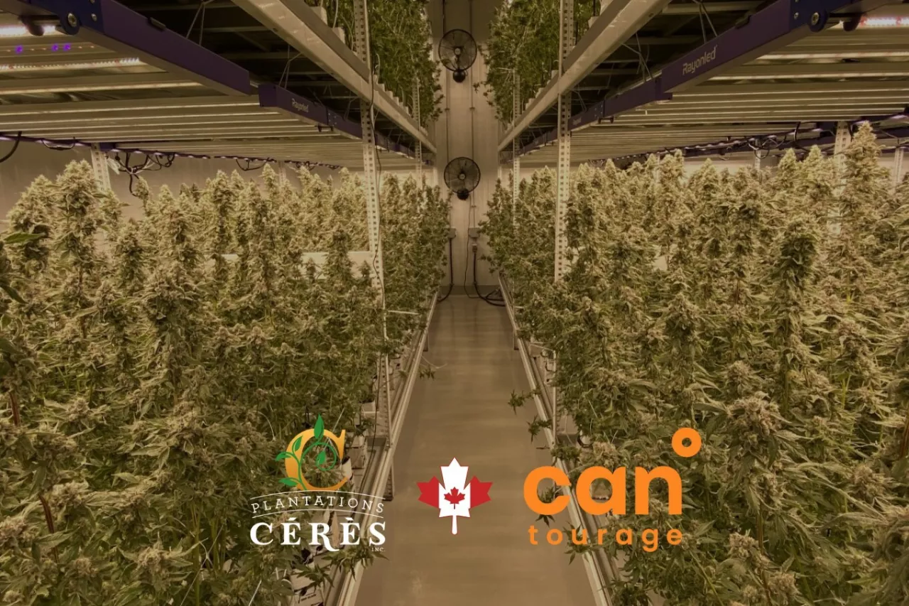 Cantourage UK, Leading Medical Cannabis Company Forms Partnership with Premier Craft Cannabis Cultivator Plantations Cérès