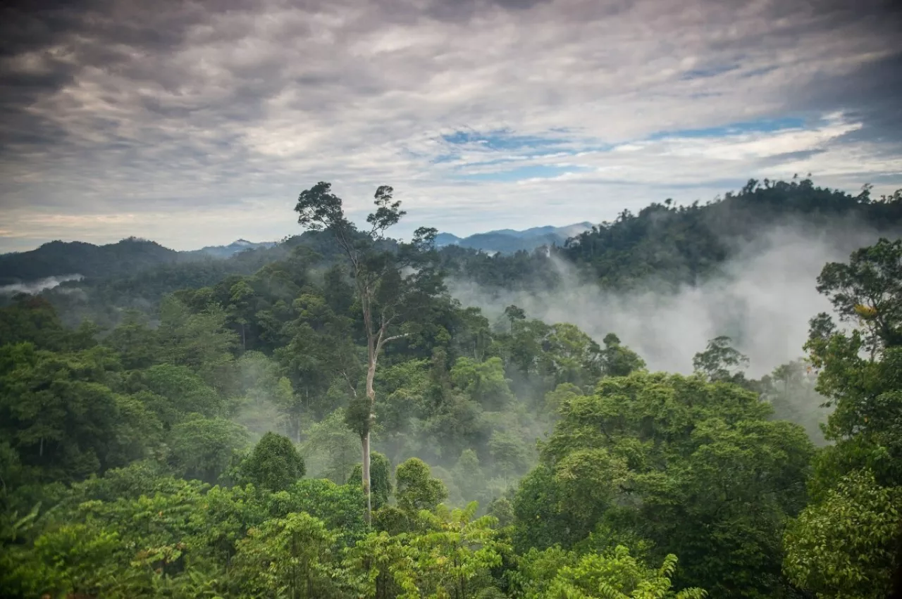 Mist rising over the forest in Borneo, Indonesia. © Nick Hall img#1